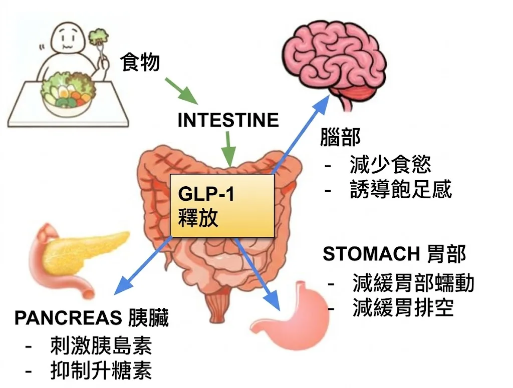 GLP-1 Phentermine Testosterone B12 MIC Skinny shots Functional Medicine Hormones GLP-1 Phentermine Testosterone B12 MIC Skinny shots Functional Medicine Hormones